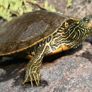 Northern Map Turtle Facts and Pictures