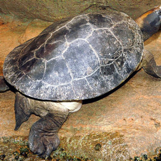 Painted Terrapin Facts and Pictures | Reptile Fact