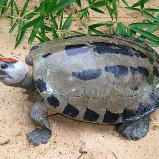 Painted Terrapin Facts and Pictures