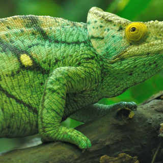 Parson's Chameleon Facts and Pictures