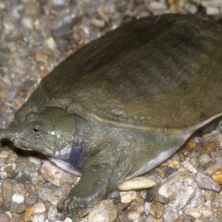 Chinese Softshell Turtle Facts and Pictures