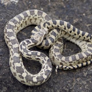 Great Basin Gopher Snake Facts and Pictures