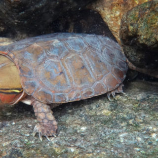 Big-headed Turtle Facts and Pictures