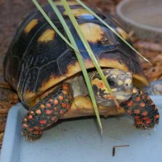 Red-Footed Tortoise Facts and Pictures