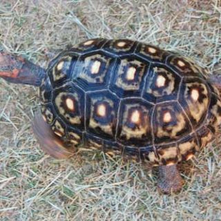 Red-Footed Tortoise Facts and Pictures