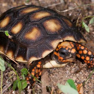 Red-Footed Tortoise Facts and Pictures