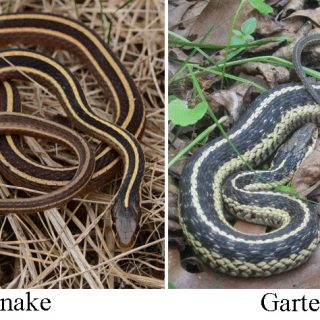 Ribbon Snake Facts And Pictures