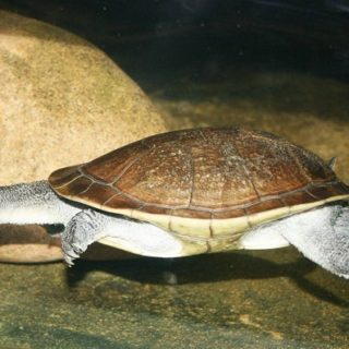 Roti Island Snake-Necked Turtle Facts and Pictures