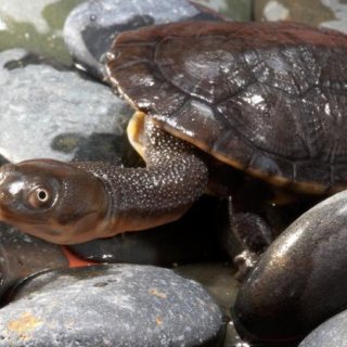 Roti Island Snake-Necked Turtle Facts and Pictures