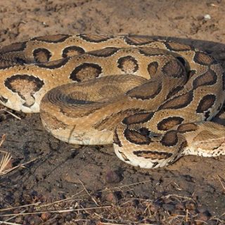 Russell's Viper Facts and Pictures