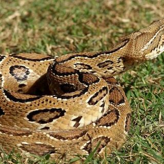 Russell's Viper Facts and Pictures