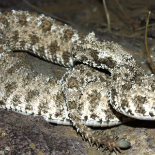 Spider-Tailed Horned Viper Facts and Pictures