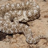 Spider-Tailed Horned Viper Facts and Pictures