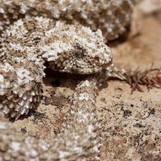 Spider-Tailed Horned Viper Facts and Pictures