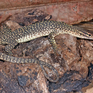 Timor Monitor Facts and Pictures