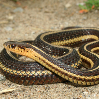 Butler's Garter Snake Facts And Pictures