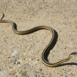 Ribbon Snake Facts and Pictures