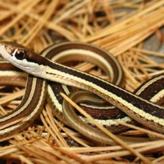 Eastern Ribbon Snake Facts and Pictures