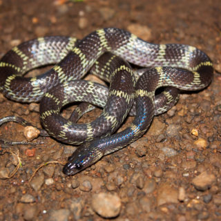 Yellow-Spotted Wolf Snake Facts and Pictures