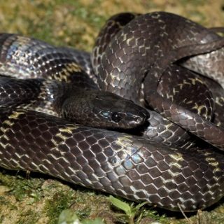 Travancore Wolf Snake Facts and Pictures