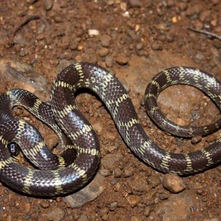 Travancore Wolf Snake Facts and Pictures