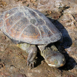 Coahuilan Box Turtle Facts and Pictures