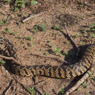 Vipera Palaestinae Facts and Pictures