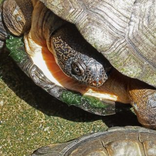 West African Mud Turtle Facts and Pictures