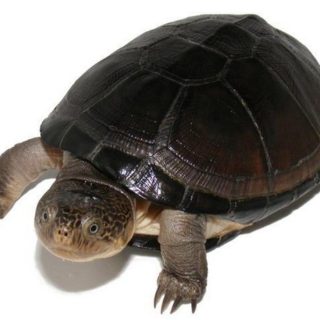 West African Mud Turtle Facts And Pictures