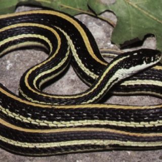 Western Ribbon Snake Facts and Pictures