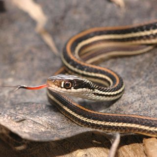 Western Ribbon Snake Facts and Pictures