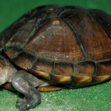 White Lipped Mud Turtle Facts and Pictures