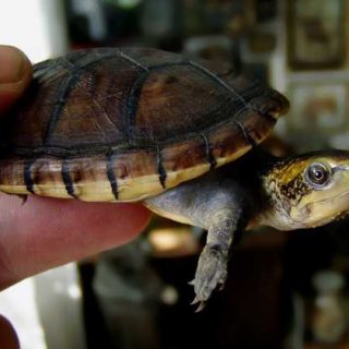 White Lipped Mud Turtle Facts and Pictures