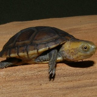 White Lipped Mud Turtle Facts and Pictures