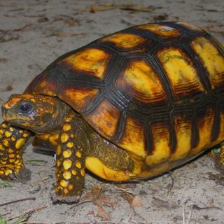 Yellow-Footed Tortoise Facts and Pictures