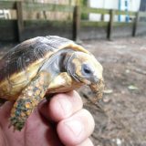 Yellow-Footed Tortoise Facts and Pictures