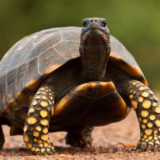 Yellow-Footed Tortoise Facts and Pictures