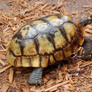 Yellow-Footed Tortoise Facts and Pictures