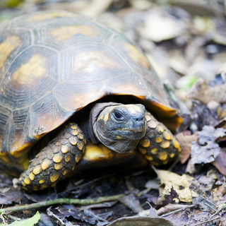 Yellow-Footed Tortoise Facts and Pictures