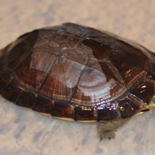 Yellow Pond Turtle Facts and Pictures