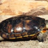 Yellow Pond Turtle Facts and Pictures