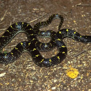 Yellow-Spotted Wolf Snake Facts and Pictures