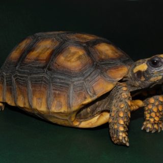 Yellow-Footed Tortoise Facts and Pictures