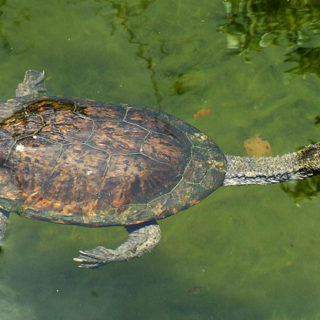 Argentine Snake Necked Turtle Facts and Pictures