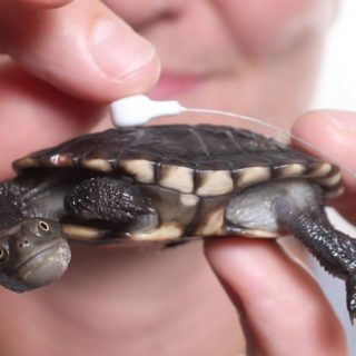 Eastern Long Neck Turtle Facts and Pictures