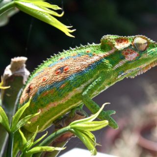 Cape Dwarf Chameleon Facts and Pictures