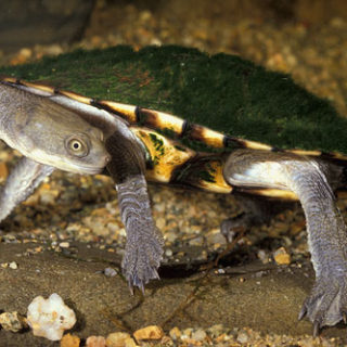 Eastern Long Neck Turtle Facts and Pictures