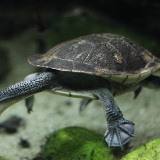 Eastern Long Neck Turtle Facts and Pictures