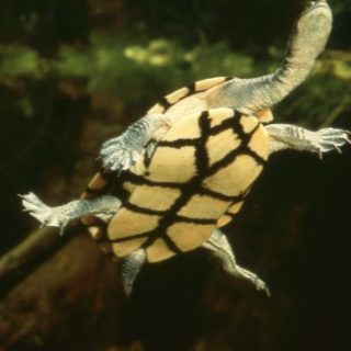 Eastern Long Neck Turtle Facts and Pictures