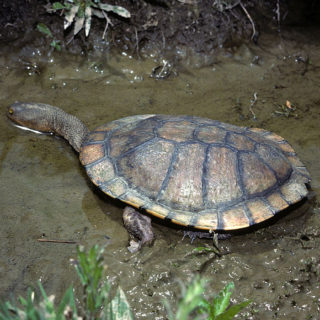 Eastern Long Neck Turtle Facts and Pictures